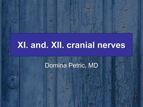 XI and XII cranial nerves | PPSX