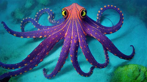 Real Octopus Octopus Octopus Facts Octopus Photos
