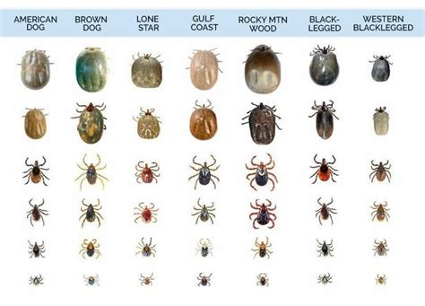 Are Ticks Bad At Wildwood Campgrounds Long Island Ny