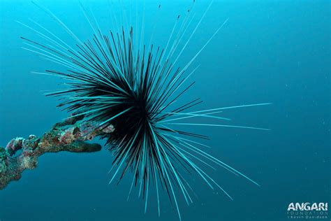 Long-Spined Sea Urchin (Diadema antillarum) - ANGARI Foundation