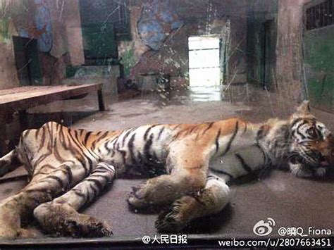 网友曝光天津动物园一老虎骨瘦如柴（组图）--图片频道--人民网