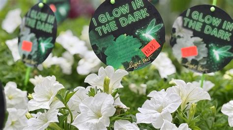 Firefly Petunia Seeds