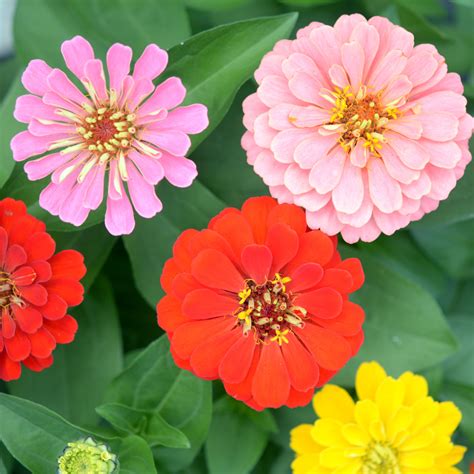 Deer Resistant Annuals: 14 Beautiful Blooms Deer Won't Touch - Easy To ...