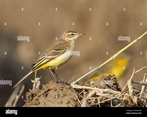 Yellow wagtail, Iberian wagtail, Spanish Wagtail (Motacilla flava ...