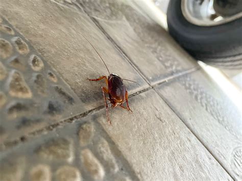 Dreaded roaches a reality of spring