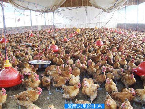 工厂养鸡，泰国鸡笼工业农场养鸡，畜牧业和农业综合企业，食品生产和产业理念素材-高清图片-摄影照片-寻图免费打包下载