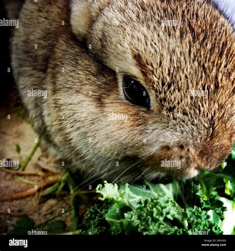 A baby rabbit eating kale Stock Photo - Alamy