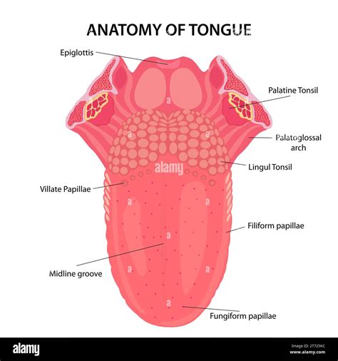 Lateral Tongue Anatomy – Anatomy Of The Tongue – EFVGA