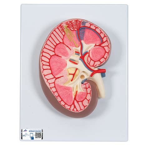Anatomical Teaching Model - Plastic Anatomy Models - Renal System ...