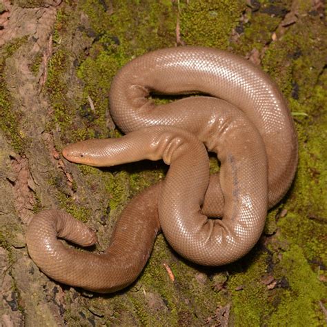 Rubber Boa Images at Diane Gilbreath blog