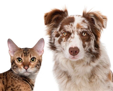 Pet Surgery Veterinarian | Neosho, MO - Joplin, MO