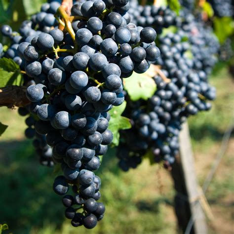 Introduction to Cabernet Franc grape variety