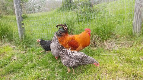 Pam's Backyard Chickens: What do Roosters Eat?