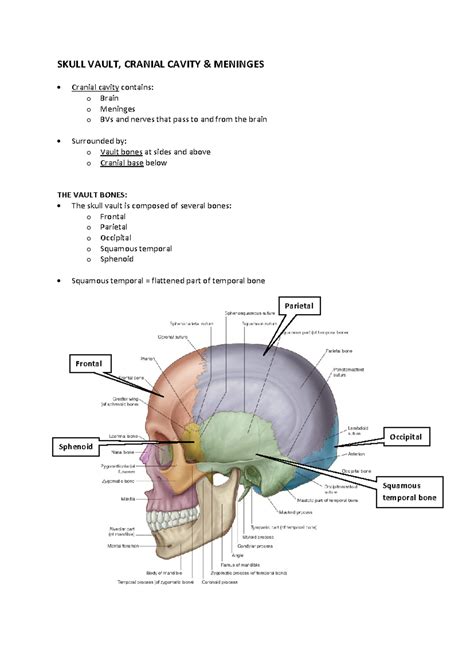 Skull vault, Cranial Cavity & Meninges (online notes) - SKULL VAULT, CRANIAL CAVITY & MENINGES ...
