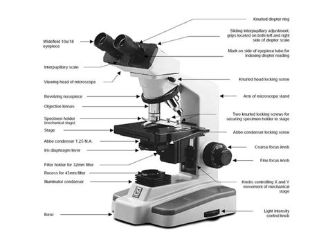 Image result for Introduction to Microscope Lab