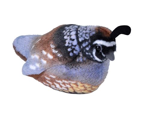 Quail Calls Sound