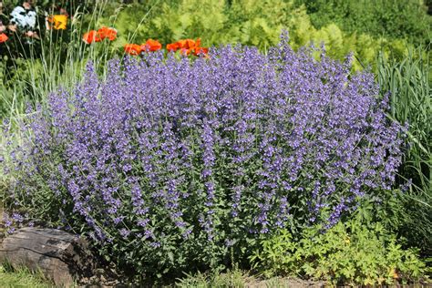 Catmint | The Great Full Garden