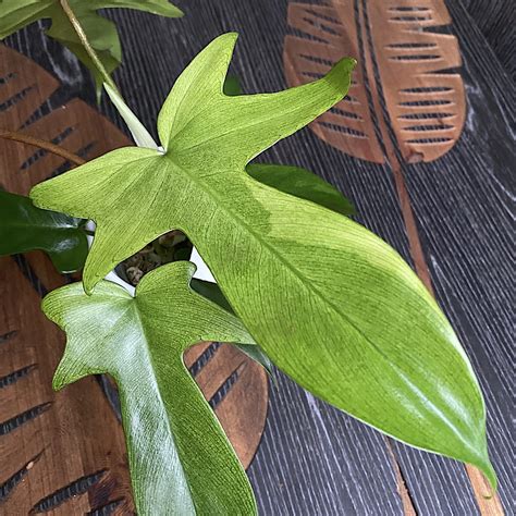 Philodendron 'Florida Ghost'