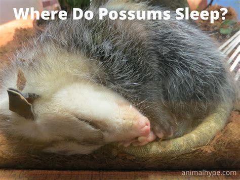 Where Do Possums Sleep? - Animal Hype
