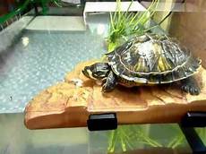tortue eau douce aquarium tortue d eau caroline et repas tortue eau douce aquarium tortue d eau caroline et repas