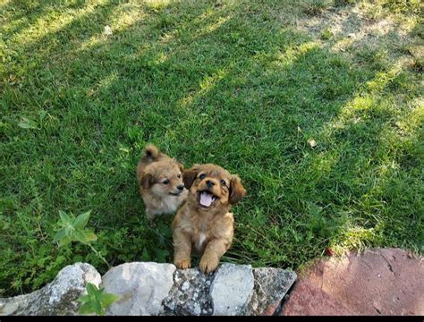 DEDINSKI RAJ (Golubac) - Guesthouse Reviews & Photos - Tripadvisor