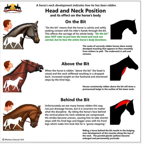 Horse’s head & neck position | Horse riding tips, Horse dressage, Horse ...