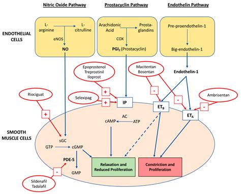 Pulmonary Arterial Hypertension: Pathophysiology and Treatment