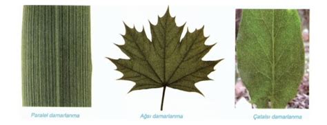 Bitki Anatomisi - Yaprak