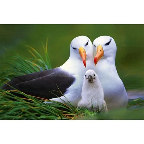 Beautiful Birds