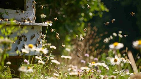 Image result for Insect Facts