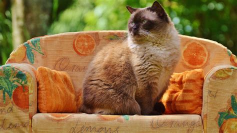 5 Classy Cat Couches for Spoiling Your Fancy Feline