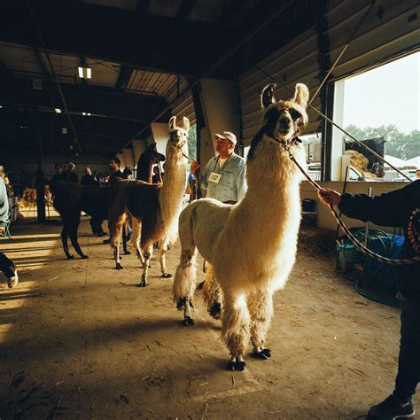 Real Llamas With Hats