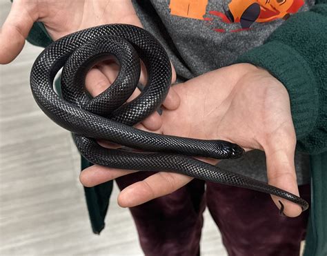 Lampropeltis getula nigrita 'Mexican Black King Snake' Femal