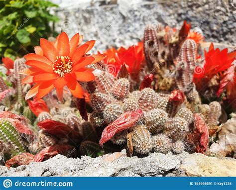 Red Flower Echinopsis or Peanut Cactus Stock Image - Image of bloom ...