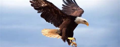 老鹰属于几级保护动物，老鹰主要有哪些种类 - 农敢网
