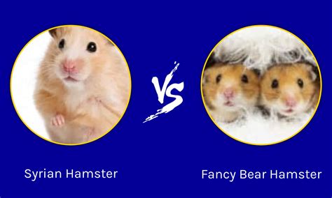 Fancy Bear Hamster vs Syrian Hamster: What's the difference? - A-Z Animals