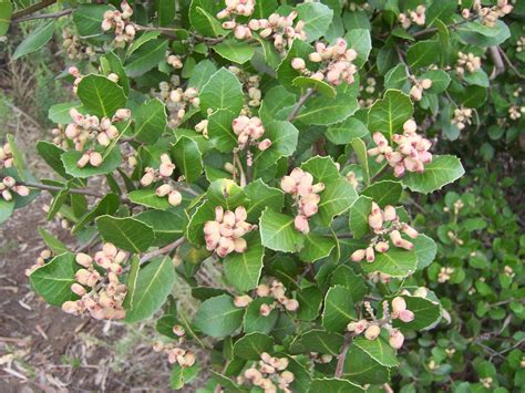 Lemonade Berry Rhus Integrifolia at Dane Goodnight blog