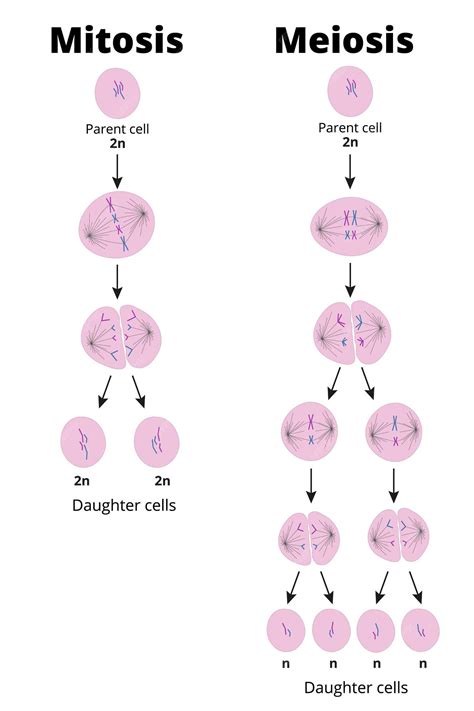 Mitosis Vs Meiosis Haploid Diploid
