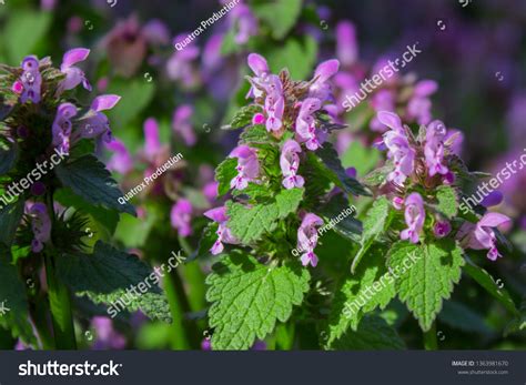 Purple Dragon Dead Nettle Lamium Maculatum Stock Photo 1363981670 ...