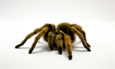 Discover the Largest Spider in Arizona - A-Z Animals