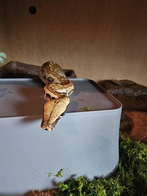 Image result for Blood Python Snakes