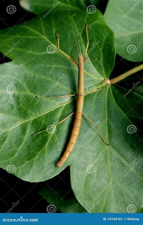 Carausius Morosus Or Indian And Laboratory Stick Insect Or Walking ...