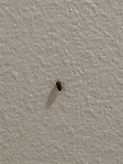 Tiny Black Bugs In House That Jump | Psoriasisguru.com