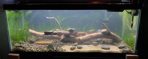 30 Gallon Native Tank - Rin Aquarium Fish