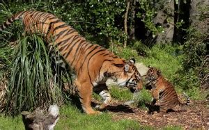 HK Prints 45 cm Roar Tiger sticker - Tiger stickers - Tiger sticker for ...
