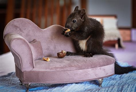 Squirrel! | Work Authentically