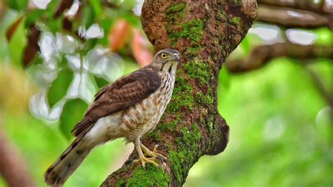 Wallpaper hawk, bird, tree hd, picture, image
