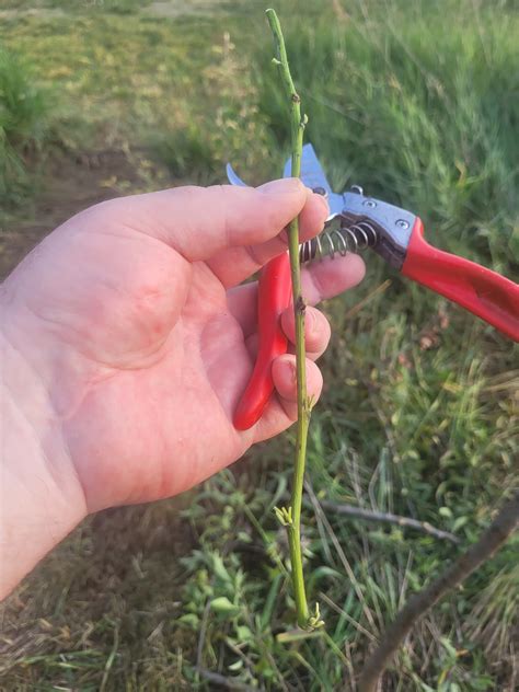 Late season grafting experiments only. Using green wood cuttings, Plastilina, tbuds, chips, and ...