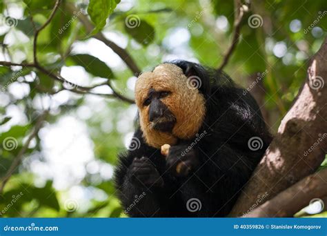 White-faced Saki Monkey stock photo. Image of hairy, guyana - 40359826