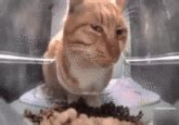 Image result for Swift Code Example On CC